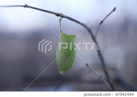 在冬季山區發現的 Ustaviga 繭 97942484