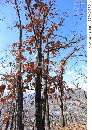 冬天站在山上的一棵大橡樹 冬天站在山上的一棵大橡樹 97942620