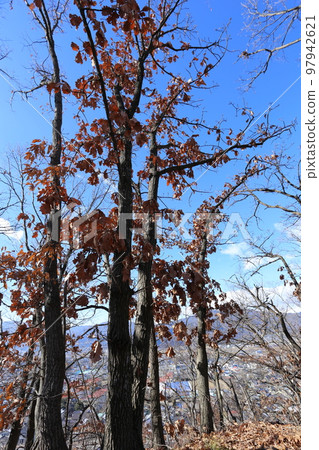A large oak tree standing in the mountains in winter A large oak tree standing in the mountains in winter 97942621