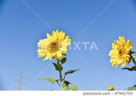 大太陽下的向日葵 大太陽下的向日葵 97942703