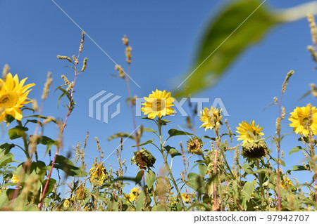 大太陽下的向日葵 大太陽下的向日葵 97942707