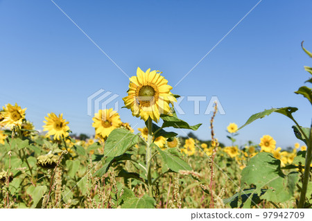 sunflower under the sun sunflower under the sun 97942709