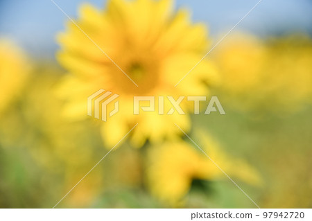 大太陽下的向日葵 大太陽下的向日葵 97942720