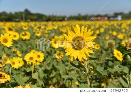 大太陽下的向日葵 大太陽下的向日葵 97942735