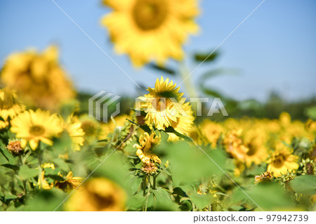 大太陽下的向日葵 大太陽下的向日葵 97942739