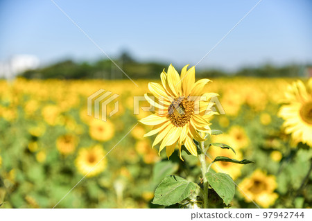 大太陽下的向日葵 大太陽下的向日葵 97942744
