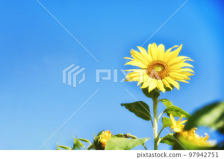 大太陽下的向日葵 大太陽下的向日葵 97942751