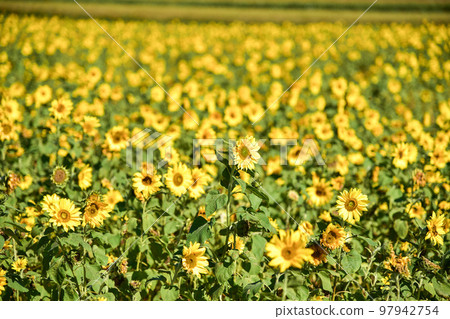 大太陽下的向日葵 大太陽下的向日葵 97942754