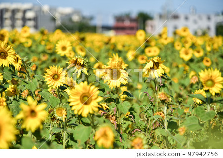 大太陽下的向日葵 大太陽下的向日葵 97942756
