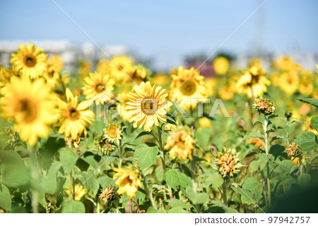 大太陽下的向日葵 大太陽下的向日葵 97942757