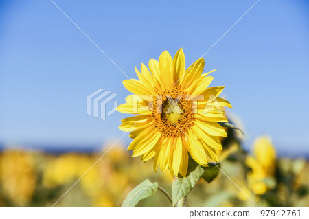 大太陽下的向日葵 大太陽下的向日葵 97942761