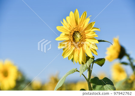 大太陽下的向日葵 大太陽下的向日葵 97942762