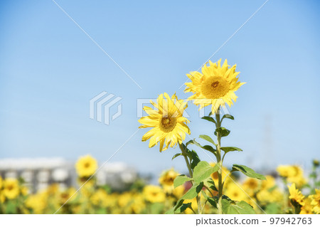 大太陽下的向日葵 大太陽下的向日葵 97942763