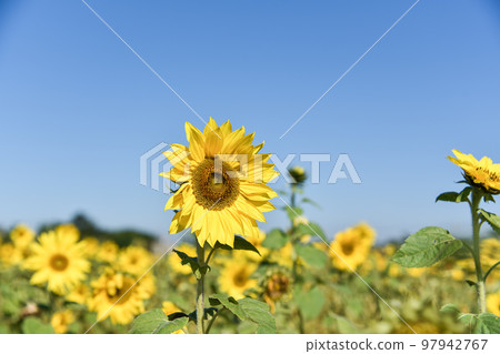 sunflower under the sun 97942767