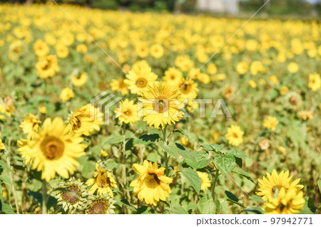 大太陽下的向日葵 大太陽下的向日葵 97942771