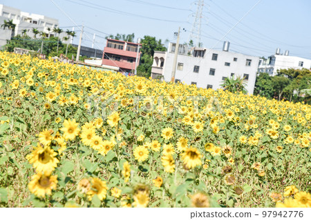 sunflower under the sun sunflower under the sun 97942776