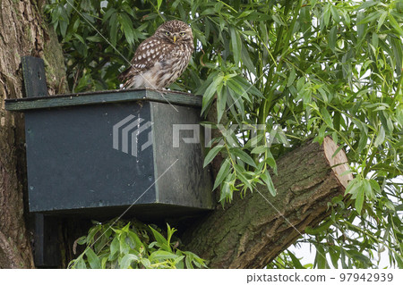 Little owl (Athene noctua) on a nest box in the Netherlands Little owl (Athene noctua) on a nest box in the Netherlands 97942939