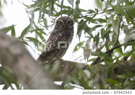 Little owl (Athene noctua) in the Netherlands Little owl (Athene noctua) in the Netherlands 97942943