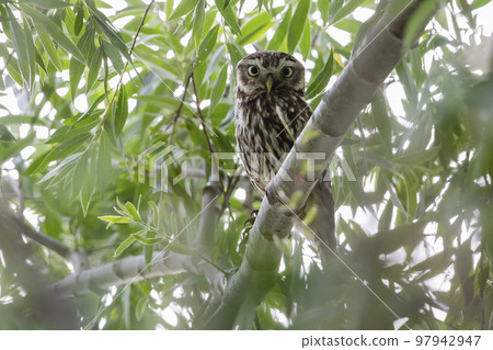 Little owl (Athene noctua) in the Netherlands Little owl (Athene noctua) in the Netherlands 97942947