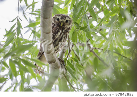 Little owl (Athene noctua) in the Netherlands Little owl (Athene noctua) in the Netherlands 97942982