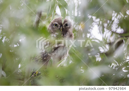 Juvenile Little owl (Athene noctua) in the Netherlands 97942984