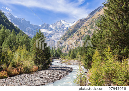 forest in the National park Gran Paradiso. Aosta Valley, Italy forest in the National park Gran Paradiso. Aosta Valley, Italy 97943056