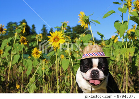 A Boston Terrier with a straw hat staring cutely at a mini sunflower field in Hatoyama Town with a beautiful blue sky ♡ Mighty-kun A Boston Terrier with a straw hat staring cutely at a mini sunflower field in Hatoyama Town with a beautiful blue sky ♡ Mighty-kun 97943375