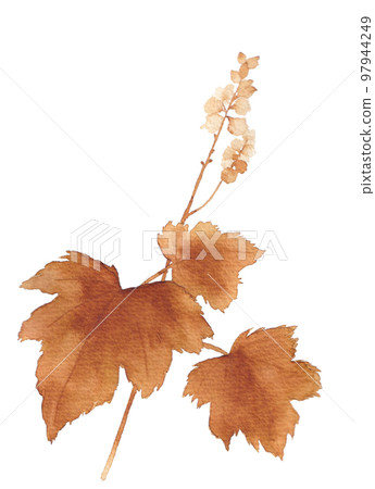 sepia catfish 97944249