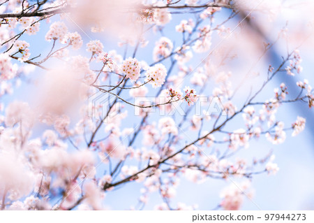 cherry blossom, cherry tree, bloom 97944273