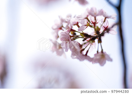 cherry blossom, cherry tree, bloom 97944280