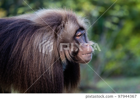 Alpha male of Gelada Baboon - Theropithecus gelada, beautiful ground primate 97944367