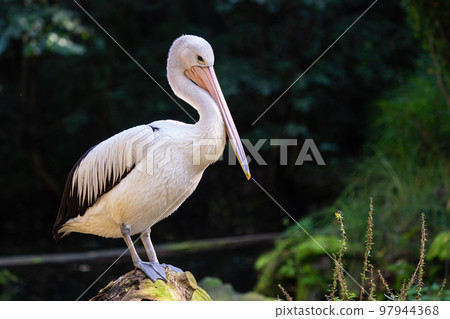 Australian Pelican - Pelecanus Conspicillatus on a tree trunk 97944368