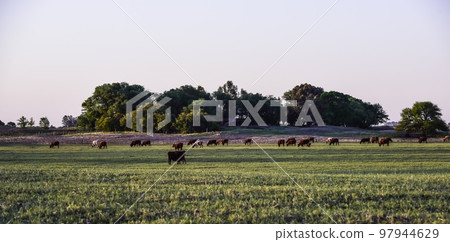 Cattle in Argentine countryside,La Pampa Province, Argentina. Cattle in Argentine countryside,La Pampa Province, Argentina. 97944629