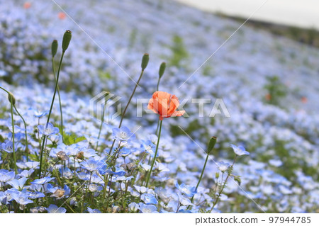 開花在 nemophila 領域的橙色花 開花在 nemophila 領域的橙色花 97944785