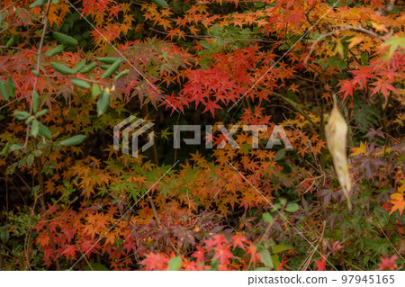 站在大壩 站在大壩 97945165