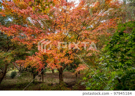 Shikidam Shikidam 97945184