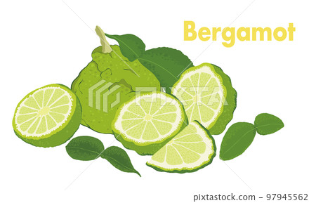 佛手柑插圖,水果,柑橘_02 佛手柑插圖,水果,柑橘_02 97945562