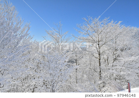 Clear skies and frost-covered trees Clear skies and frost-covered trees 97946148