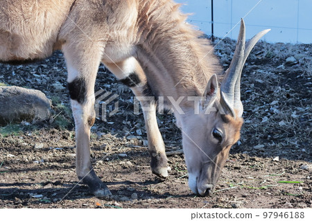 Eland 97946188