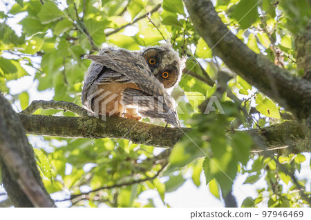Long-eared owl (asio otus) juvenile sitting on branch of a tree Long-eared owl (asio otus) juvenile sitting on branch of a tree 97946469