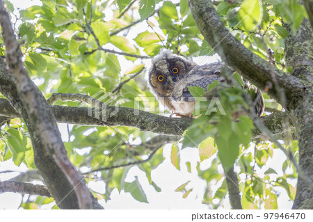 Long-eared owl (asio otus) juvenile sitting on branch of a tree 97946470