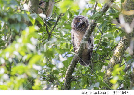 Long-eared owl (asio otus) juvenile sitting on branch of a tree Long-eared owl (asio otus) juvenile sitting on branch of a tree 97946471