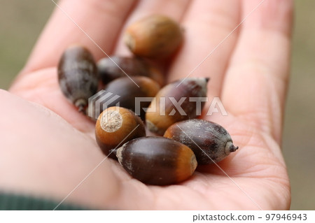 拿著橡子的手 拿著橡子的手 97946943
