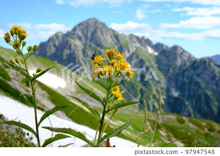 立山夏季盛開的高山植物黃花 立山夏季盛開的高山植物黃花 97947548