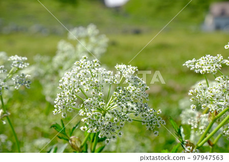 立山夏季盛開的高山植物白花 97947563