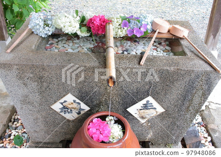 寺廟里美麗的繡球花 chozuya 97948086