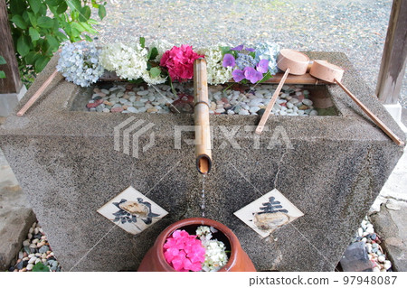 寺廟里美麗的繡球花 chozuya 97948087