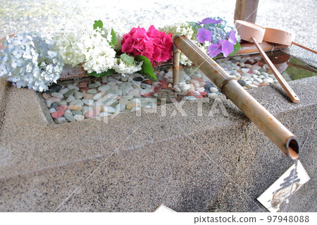 寺廟里美麗的繡球花 chozuya 97948088