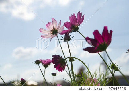 秋天的櫻桃樹 97948528