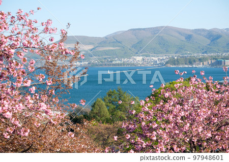 Hokkaido Otaru Port and cherry blossom scenery 97948601